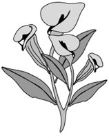FLOWER.GIF