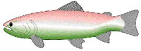 RNBTROUT.GIF