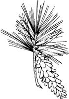 0988PL.WMF
