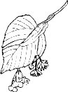 0981PL.WMF