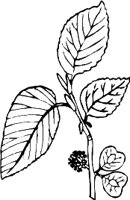 0974PL.WMF