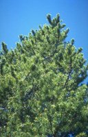 91_193.JPG