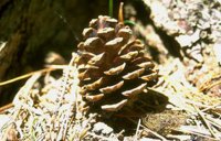 87_193.JPG