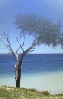 77_193.JPG