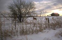 57_158.JPG