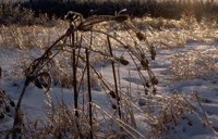50_129.JPG