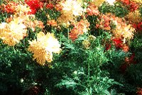 PHOT0218.BMP