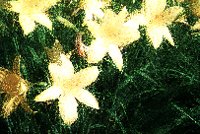 PHOT0215.BMP