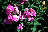 PHOT0213.BMP