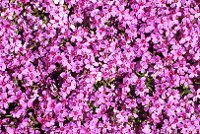 PHOT0204.BMP