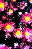 PHOT0170.BMP