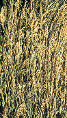 PHOT0096.BMP