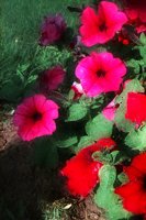 PHOT0223.BMP