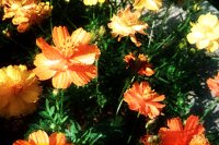 PHOT0220.BMP