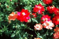 PHOT0219.BMP
