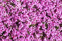 PHOT0204.BMP