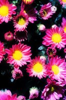 PHOT0170.BMP