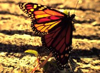 PHOT0056.BMP