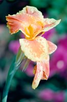 PHOT0006.BMP