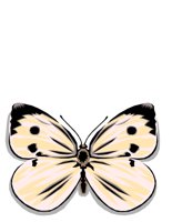 ANIM0006.CGM