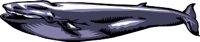 ANIM0191.WMF