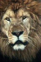 LION01.PCX