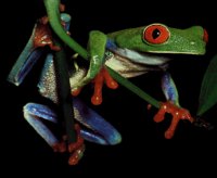 FROG03.PCX