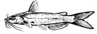 FISH17.PCX