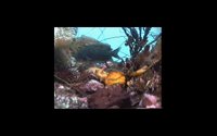 FISH13.PCX