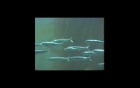 FISH11.PCX