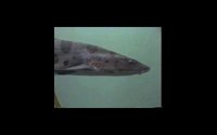 FISH09.PCX