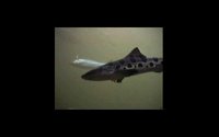 FISH06.PCX