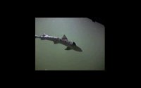 FISH03.PCX