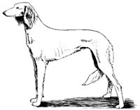 DOG39.PCX