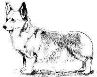 DOG31.PCX