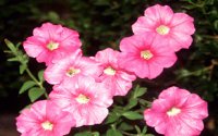FLOWER09.PCX