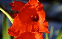 FLOWER07.PCX