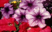 FLOWER06.PCX