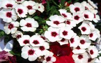 FLOWER05.PCX
