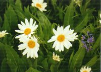 FLOWER04.PCX