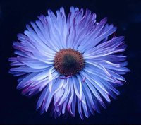 FLOWER03.PCX