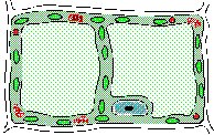 CELL_PLA.PCX
