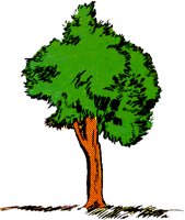 TREE2.TIF