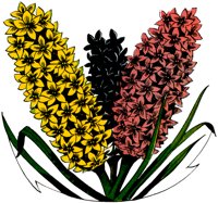 HYACINTH.TIF