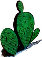 CACTUS2.TIF