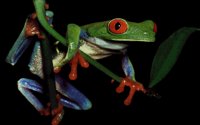 FROG2.GIF