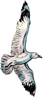 SEAGULL.TIF