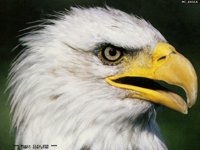 MC_EAGLE.GIF