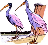 IBIS.TIF
