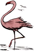 FLAMINGO.TIF